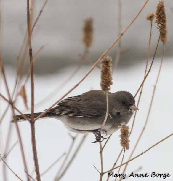 Dark-eyed Junco feeding on Purple Giant Hyssop (Agastache scrophulariifolia) seeds