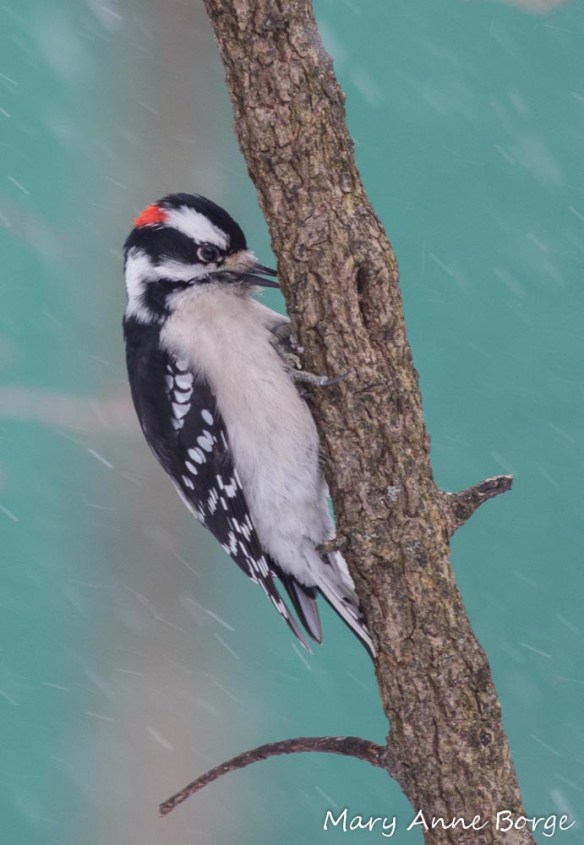 Downy Woodpecker