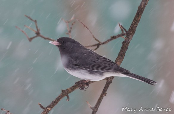 Dark-eyed Junco