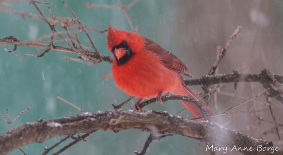 Northern Cardinal