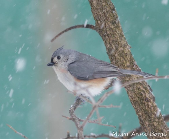 Tufted Titmouse