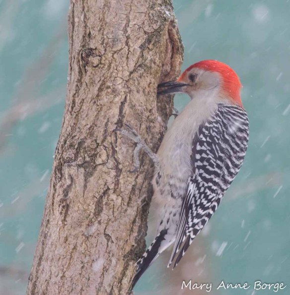 Male Red-bellied Woodpecker preparing a meal