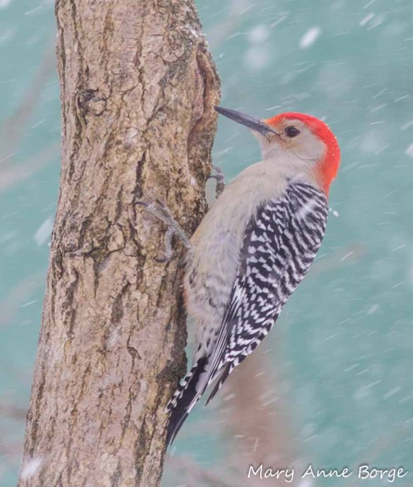 Red-bellied Woodpecker, male