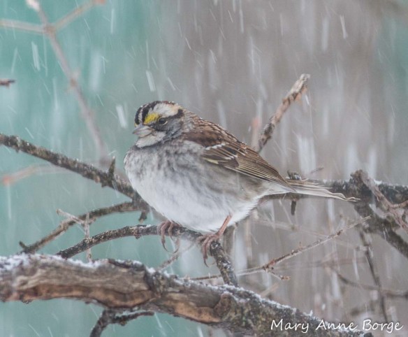 White-throated Sparrow in a snowstorm