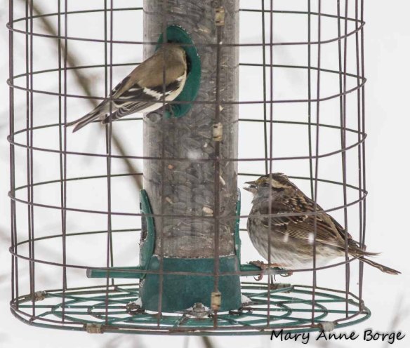 White-throated Sparrow eating at feeder