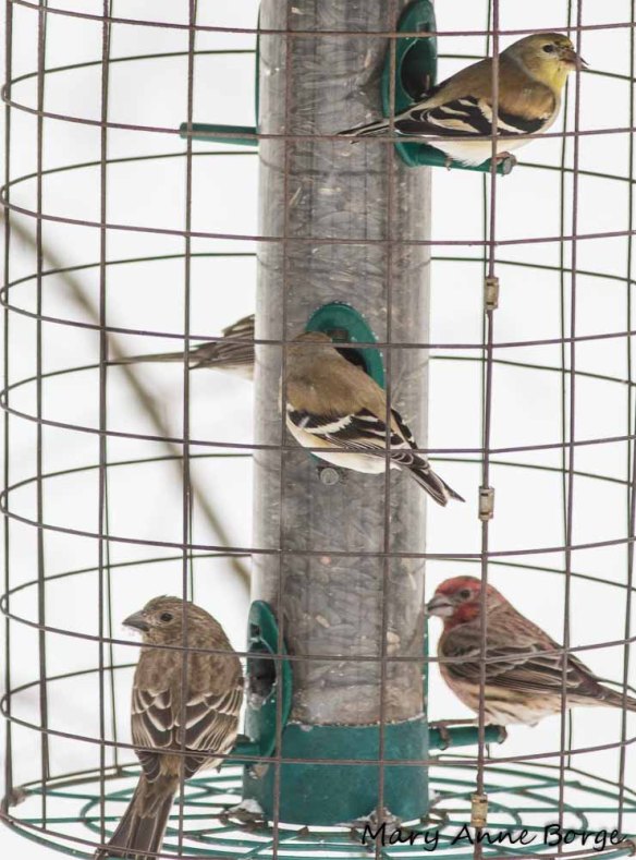 Goldfinches and House Finches at the feeder