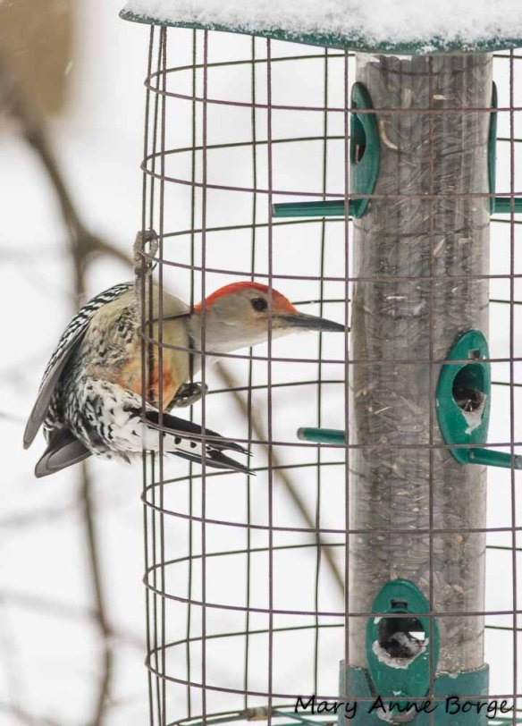 Male Red-bellied Woodpecker at feeder