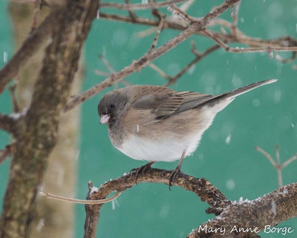 Dark-eyed Junco