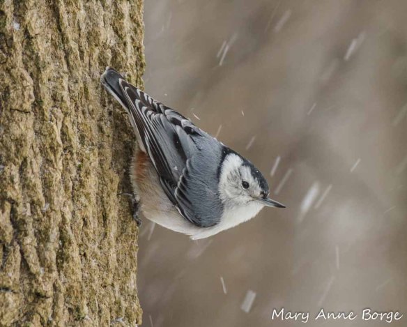 White-breasted Nuthatch