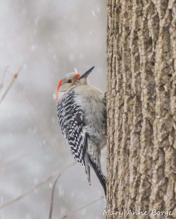 Red-bellied Woodpecker, female