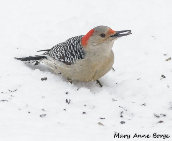 Female Red-bellied Woodpecker successfully foraging on the ground