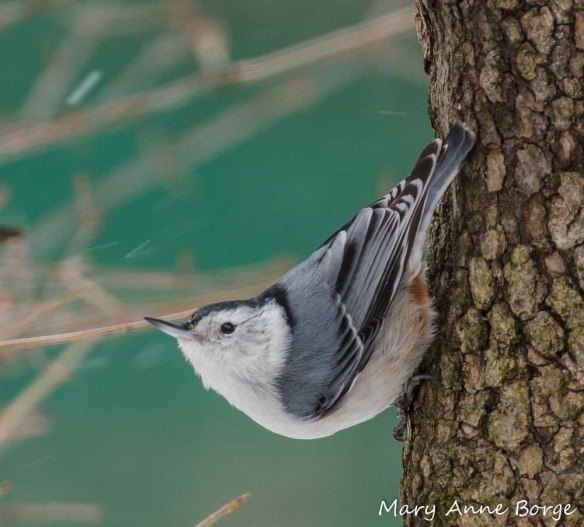 White-breasted Nuthatch on Flowering Dogwood (Cornus florida)