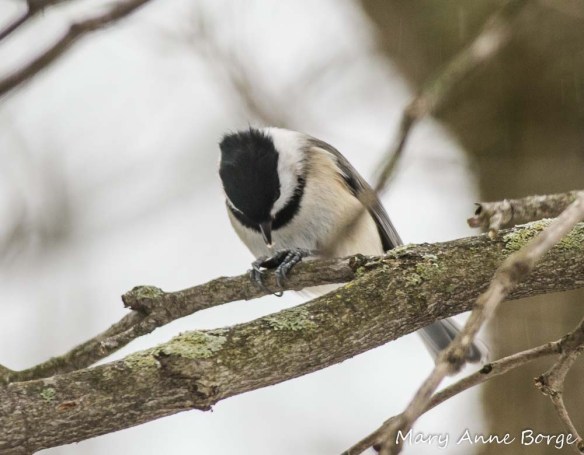 Carolina Chickadee, with lunch