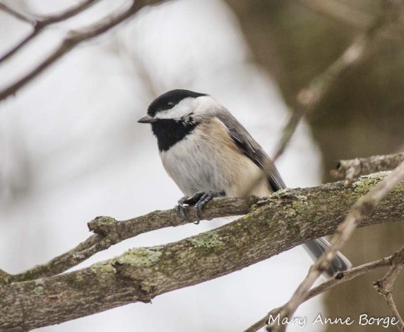 Carolina Chickadee