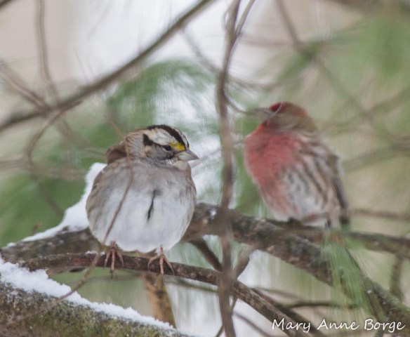 White-throated Sparrow in White Pine with House Finch in the background