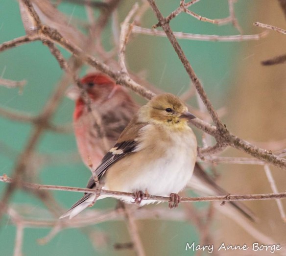 Goldfinch, with male House Finch in the background