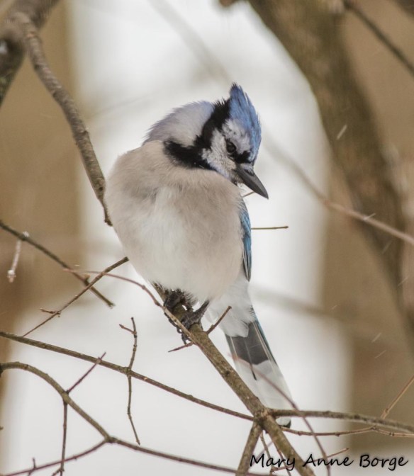 Blue Jay