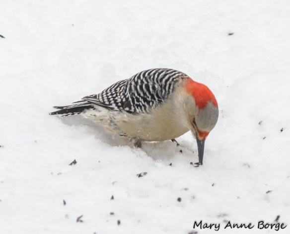 Female Red-bellied Woodpecker foraging on the ground