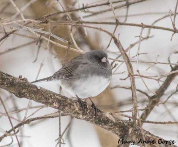 Dark-eyed Junco