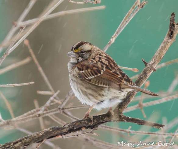 White-throated Sparrow