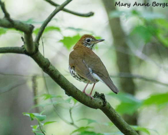 Wood Thrush