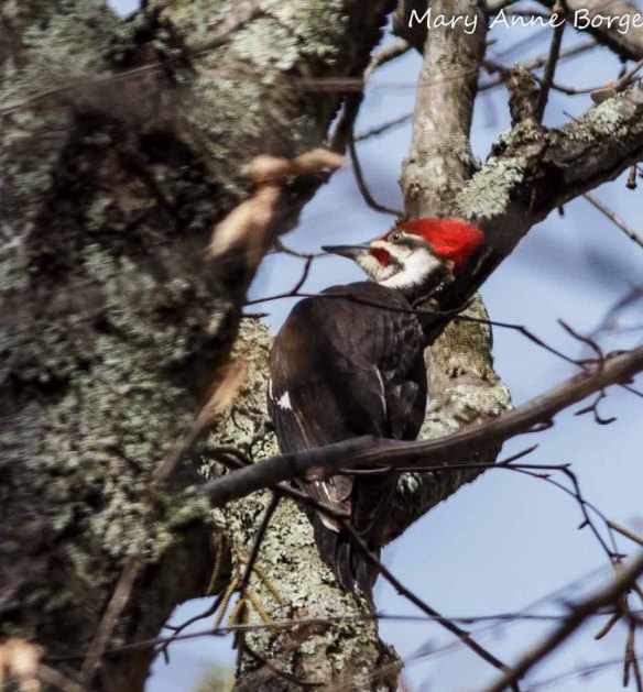 Pileated Woodpecker