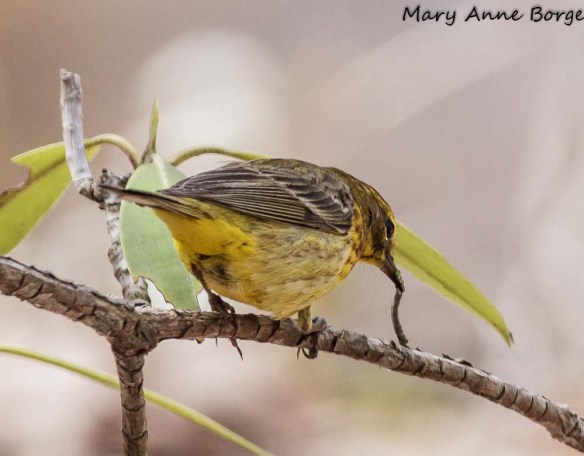 Palm Warbler with lunch, a caterpillar