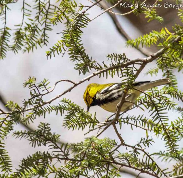 Black-throated Green Warbler