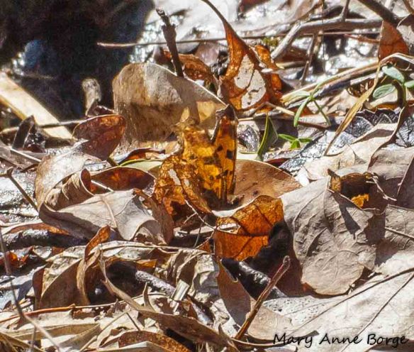 Anglewing butterfly, probably Eastern Comma