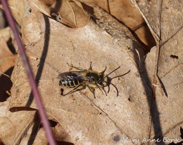 Mining Bee (Andrena sp.) at Abbott Marshlands