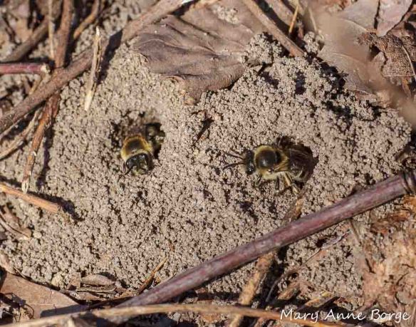 Mining Bees (Andrena sp.) at Abbott Marshlands