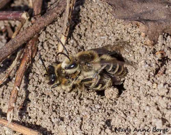 Mining Bees (Andrena sp.) mating at Abbott Marshlands
