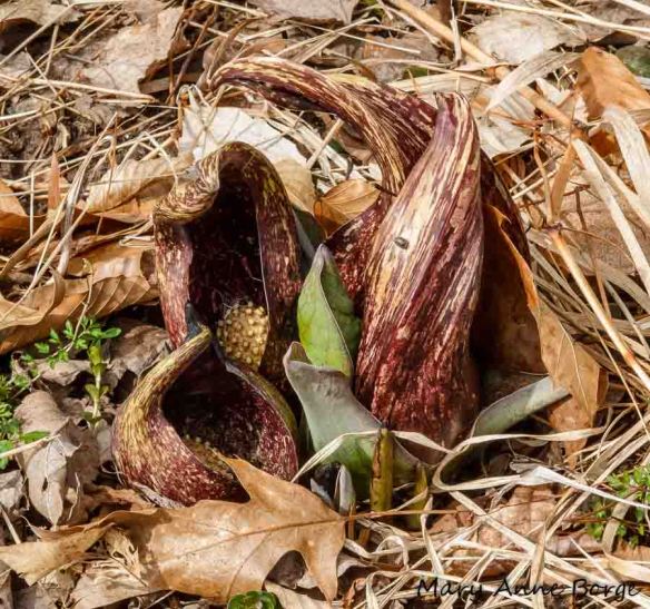 Skunk Cabbage at Bowman's Hill Wildflower Preserve