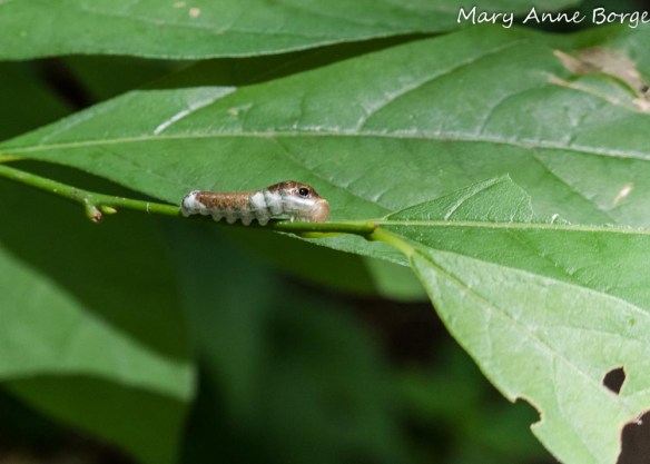 Spicebush Swallowtail caterpillar; notice the evidence of feeding on the leaf in the lower right corner