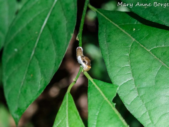 Spicebush Swallowtail caterpillar, destroying the evidence of its presence by chewing through the leaf stem