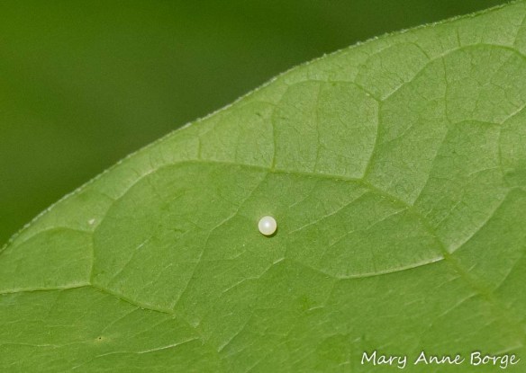 Spicebush Swallowtail egg