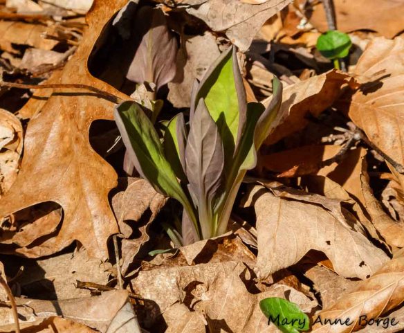 Virginia Bluebells emerging from their winter blanket of leaves at Bowman's Hill Wildflower Preserve
