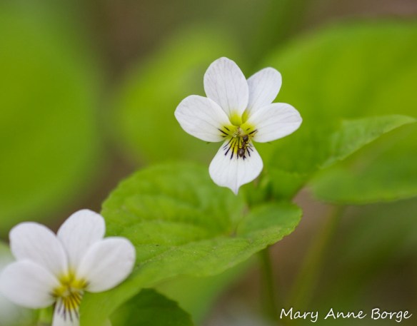 Canada Violet (Viola canadensis)