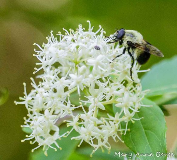 Gray Dogwood with Syrphid Fly, a Bumble Bee mimic.
