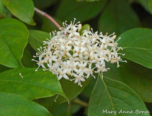 Gray Dogwood (Cornus racemosa)