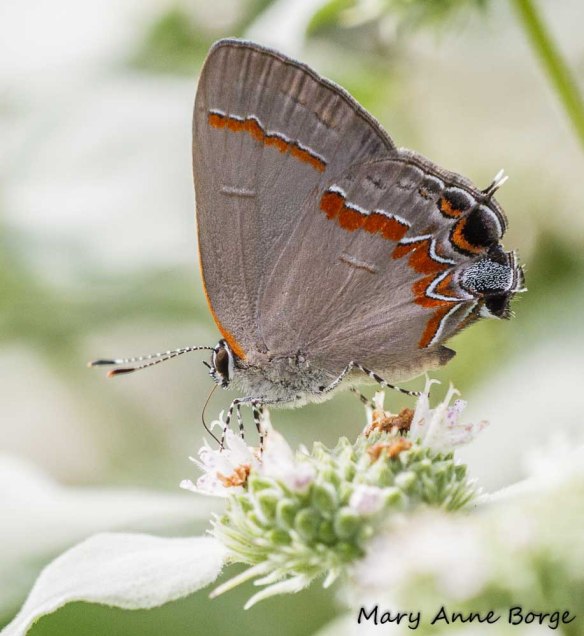 Red-banded Hairstreak, different day, on Short-toothed Mountain Mint (Pycnanthemum muticum)
