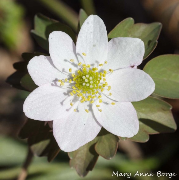 Rue Anemone (Thalictrum thalictroides)