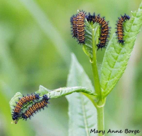 Baltimore Checkerspot caterpillars on Turtlehead (Chelone glabra)