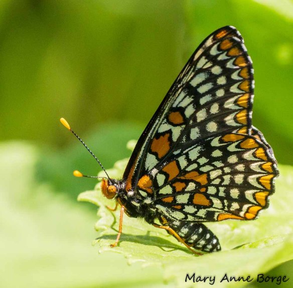Baltimore Checkerspot