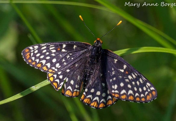 Baltimore Checkerspot