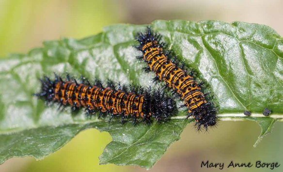 Baltimore Checkerspot caterpillars on Turtlehead (Chelone glabra)