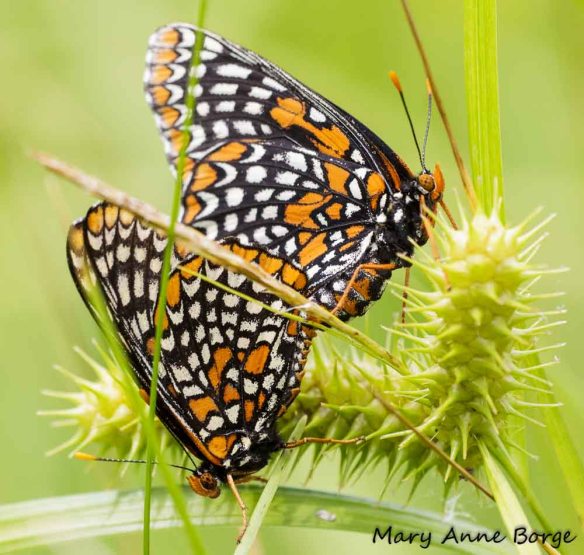 Baltimore Checkerspots, mating
