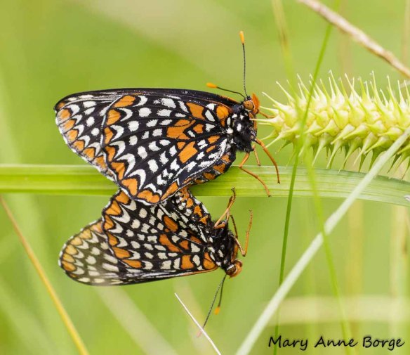Baltimore Checkerspots, mating