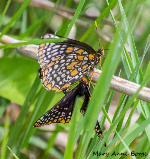 Baltimore Checkerspots, mating