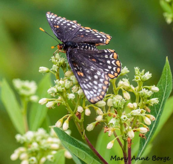 Baltimore Checkerspot drinking nectar from Indian Hemp (Apocynum cannabinum) 